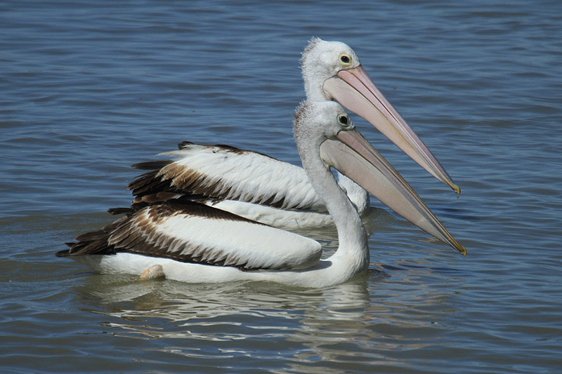 Australian Pelican by Mick Dryden