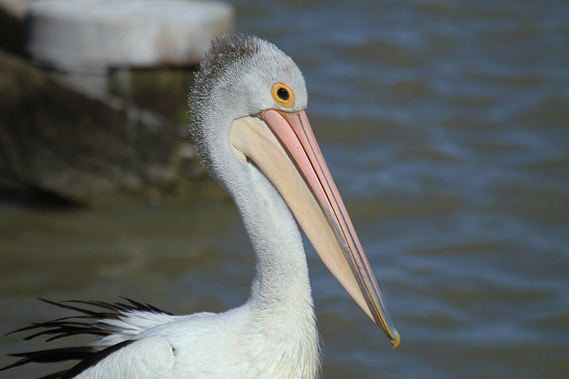 Australian Pelican by Mick Dryden