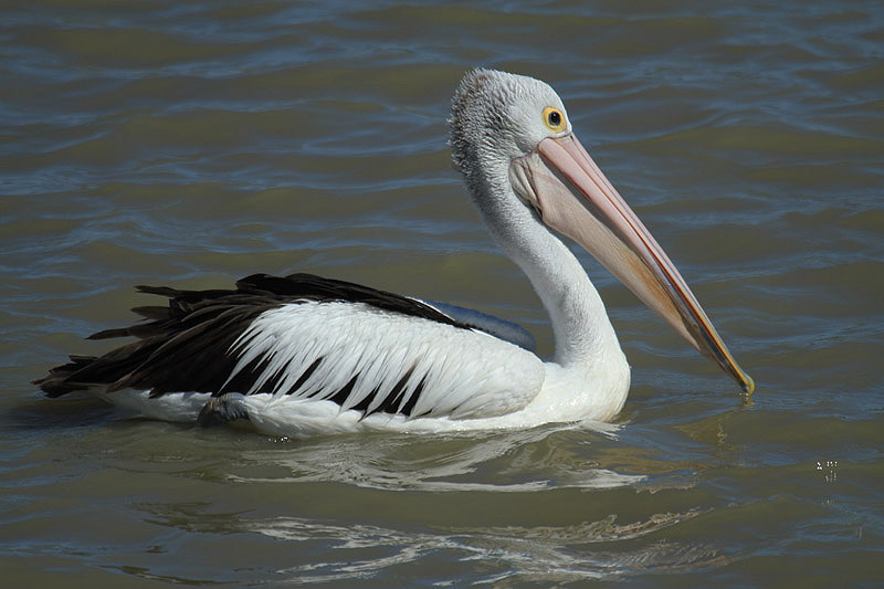 Australian Pelican by Mick Dryden