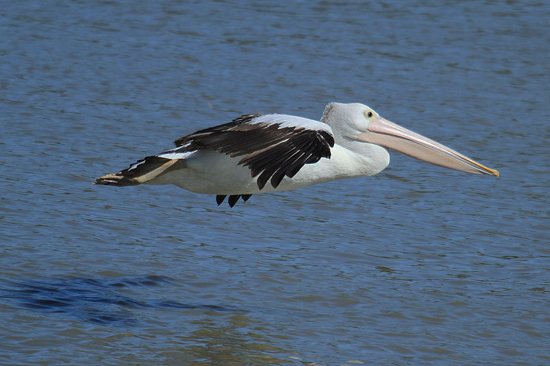 Australian Pelican by Mick Dryden