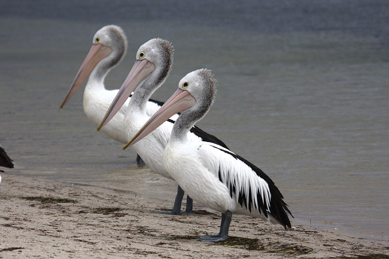 Australian Pelican by Mick Dryden