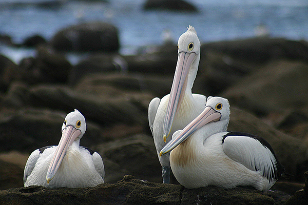 Australian Pelican by Mick Dryden