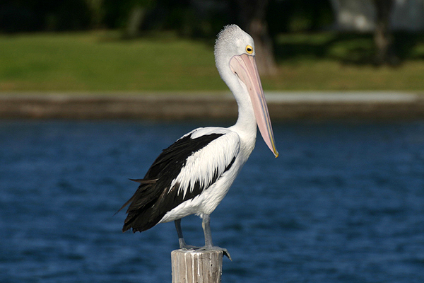 Australian Pelican by Mick Dryden