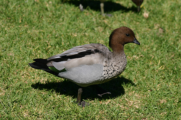 Australian Wood Duck by Mick Dryden