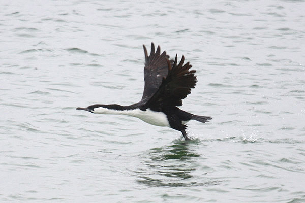 Black-faced Cormorant by Mick Dryden