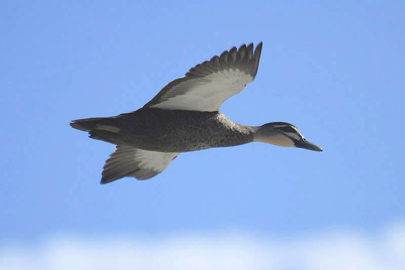 Black Duck by Mick Dryden