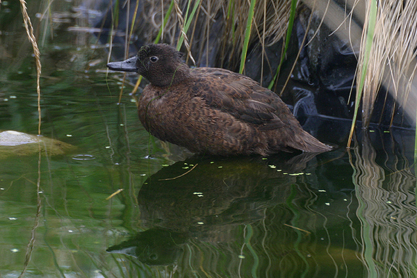 Campbell Island Teal by Mick Dryden