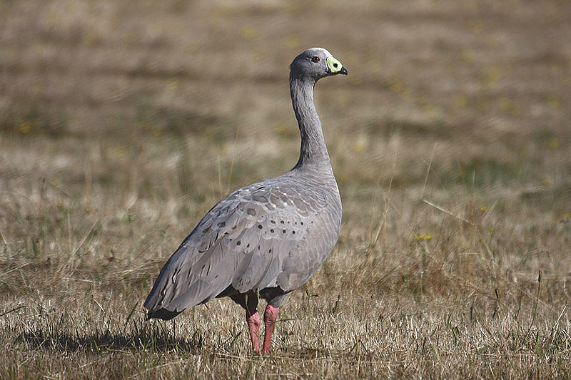 Cape Barren Goose by Mick Dryden