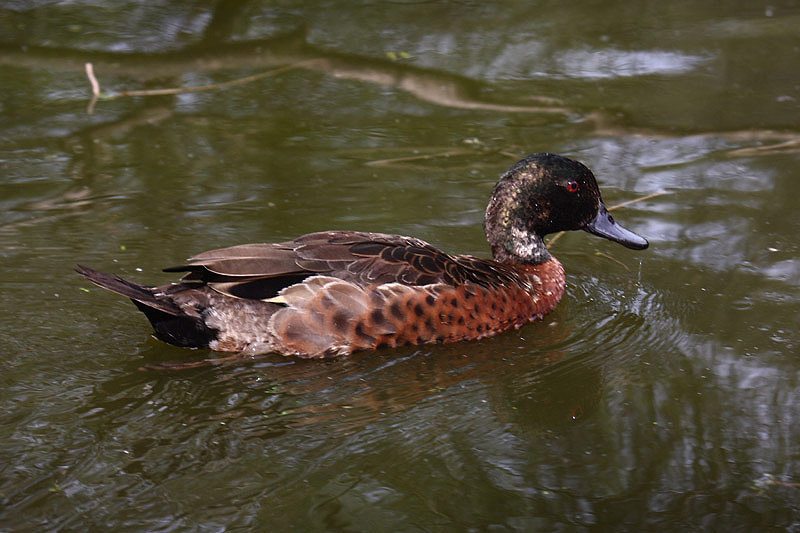 Chestnut Teal by Mick Dryden