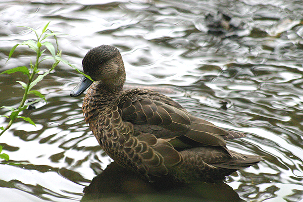Chestnut Teal by Mick Dryden