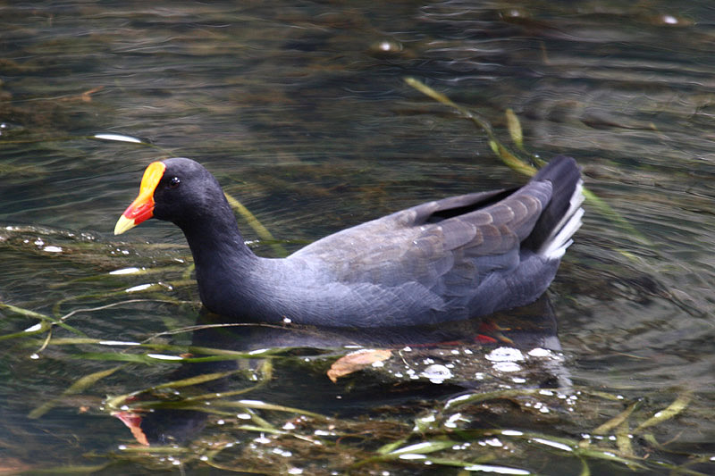Dusky Moorhen by Mick Dryden