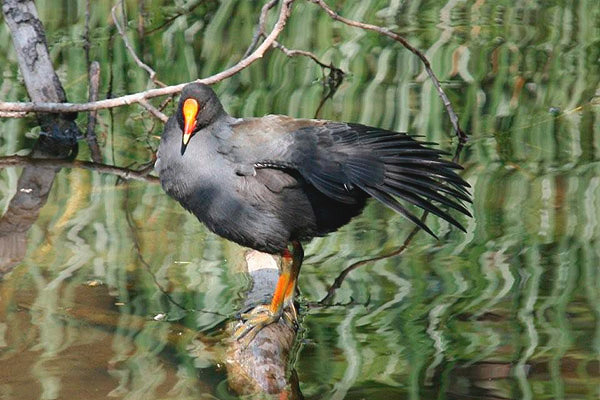 Dusky Moorhen by Bill Wood