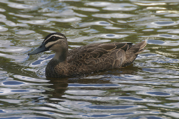 Pacific Black Duck by Mick Dryden