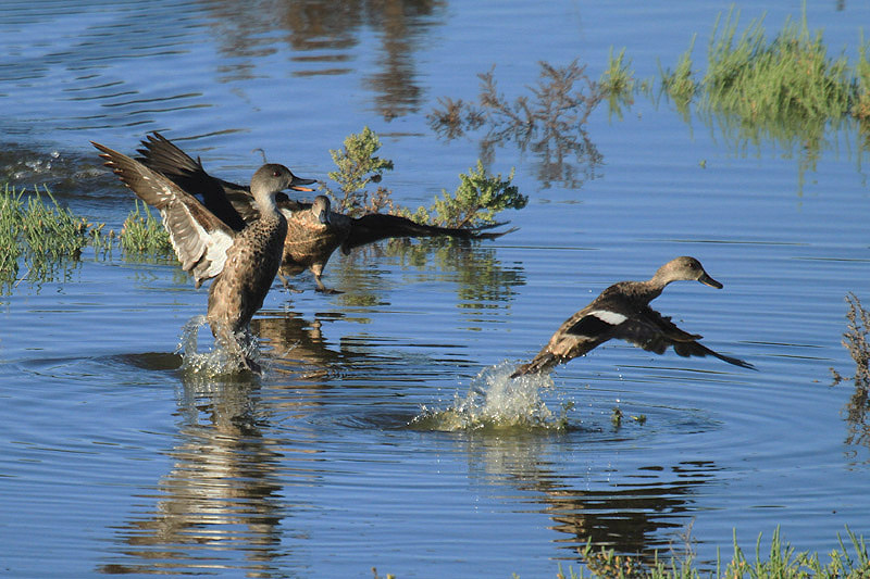 Grey Teal by Mick Dryden
