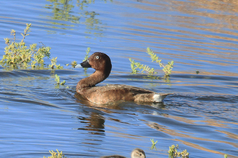 Hardhead by Mick Dryden