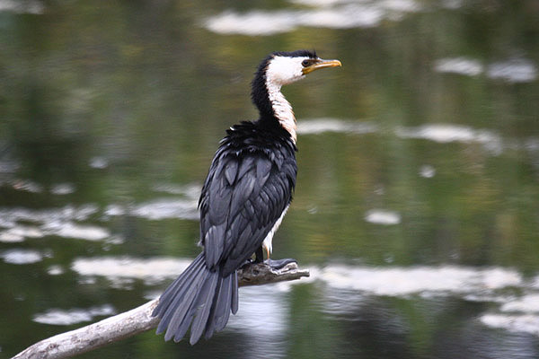 Little Pied Cormorant by Mick Dryden