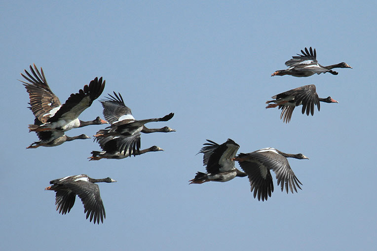 Magpie Goose by Mick Dryden