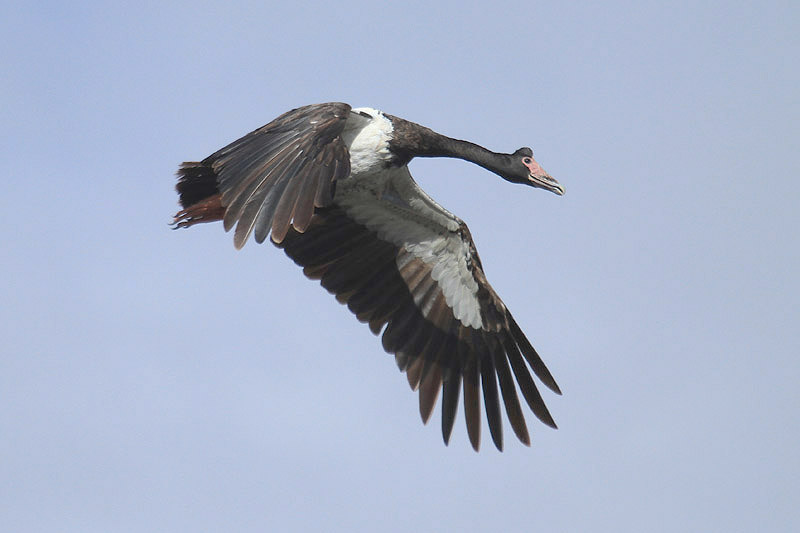 Magpie Goose by Mick Dryden