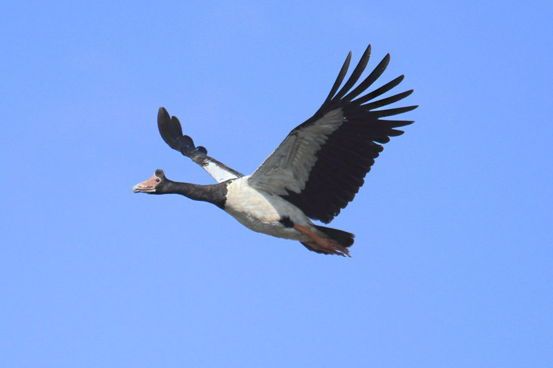 Magpie Goose by Mick Dryden