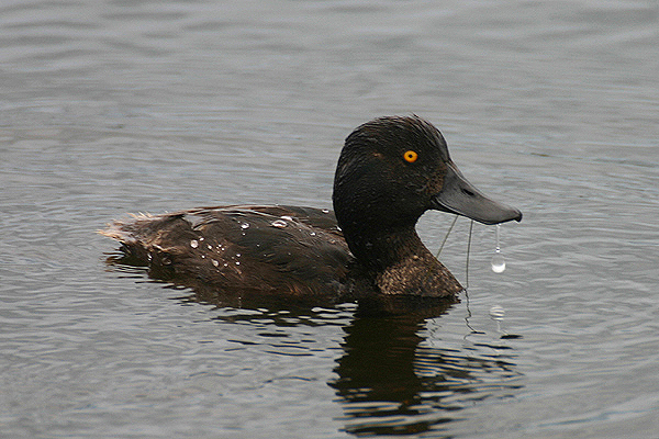 New Zealand Scaup by Mick Dryden