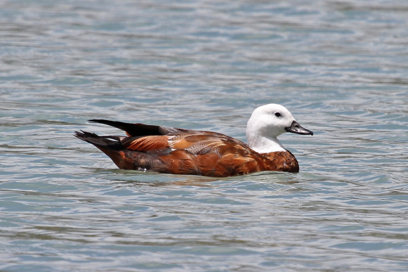 Paradise Shelduck by Tim Ransom