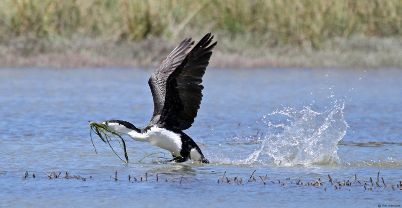 Pied Shag by Tim Ransom