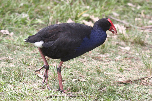 Purple Swamphen by Mick Dryden