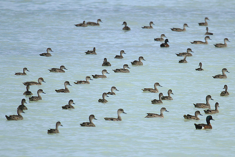 Chestnut Teal by Mick Dryden