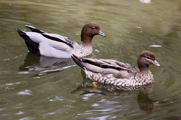 Australian Wood Duck by Mick Dryden