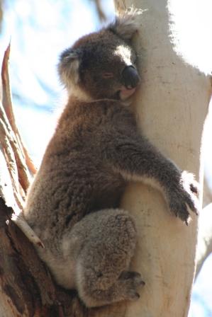 Koala Bear by Pauline Paintin