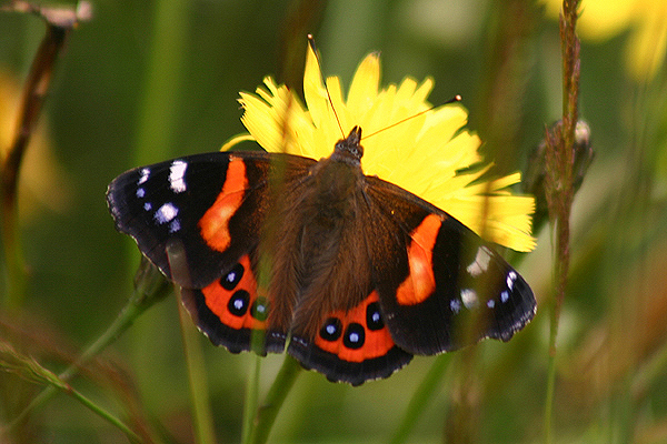 NZ Red Admiral by Mick Dryden