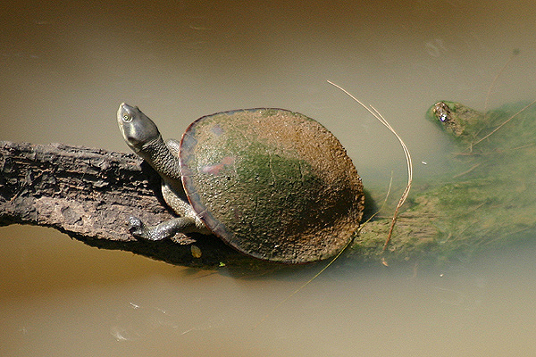 Turtle sp by Mick Dryden