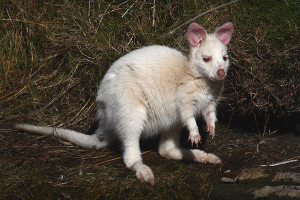 Bennett's Wallaby by Mick Dryden