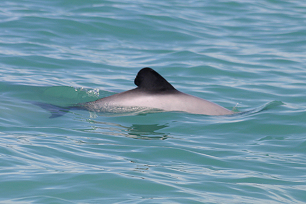 Hector's Dolphin by Mick Dryden