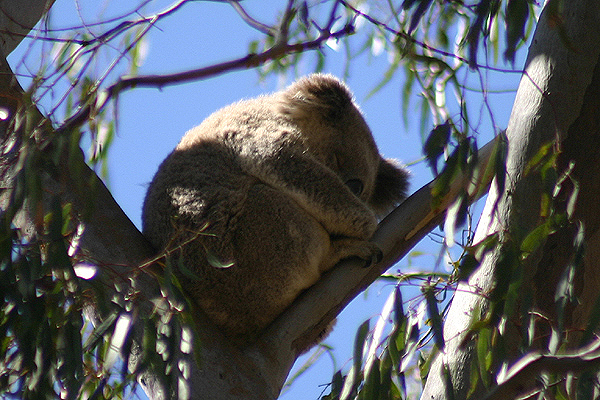 Koala by Mick Dryden