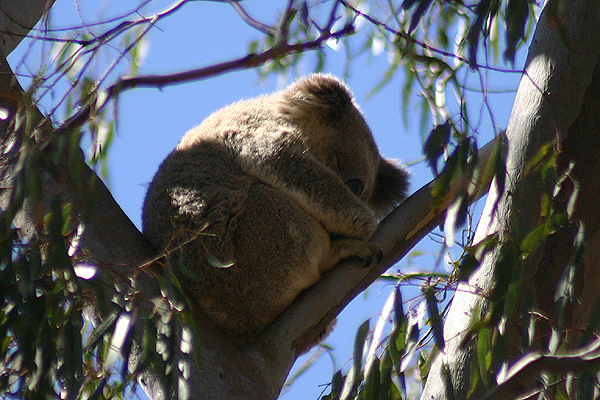 Koala
