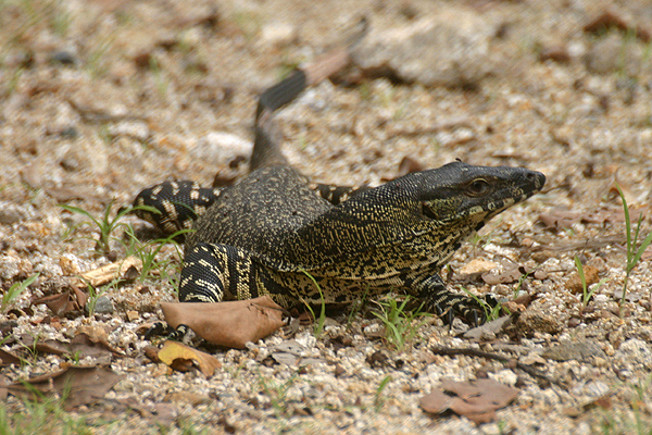 Lace Monitor by Mick Dryden