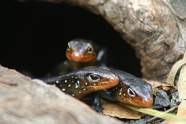 Land Mullet by Mick Dryden