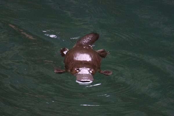 Duck-billed Platypus by Mick Dryden