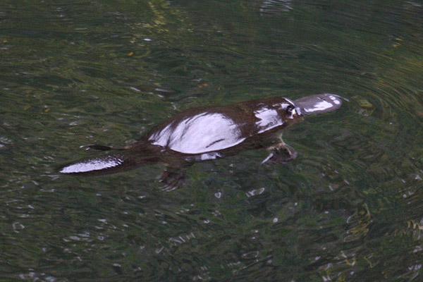 Duck-billed Platypus by Mick Dryden