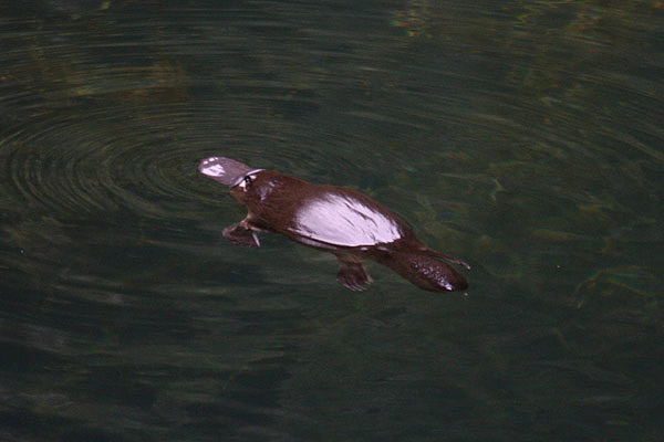 Duck-billed Platypus by Mick Dryden