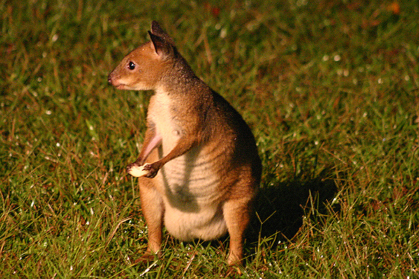 Red Pademelon by Mick Dryden