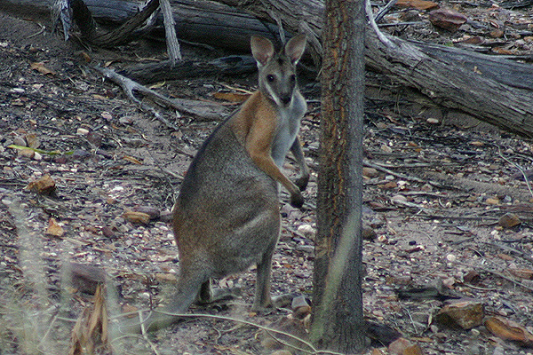 Red Shouldered Wallaby by Mick Dryden