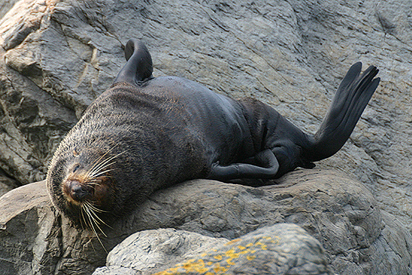 New Zealand Fur Seal by Mick Dryden