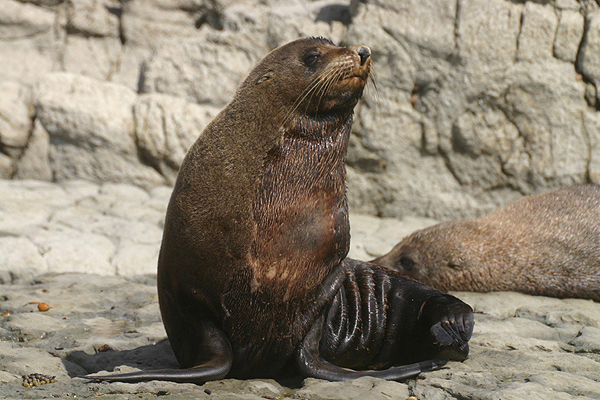 Southern Fur Seal by Mick Dryden