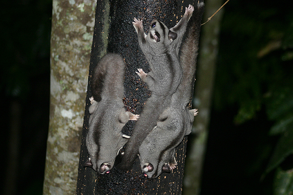 Sugar Glider by Mick Dryden