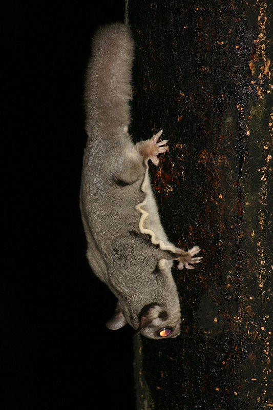 Sugar Glider by Mick Dryden