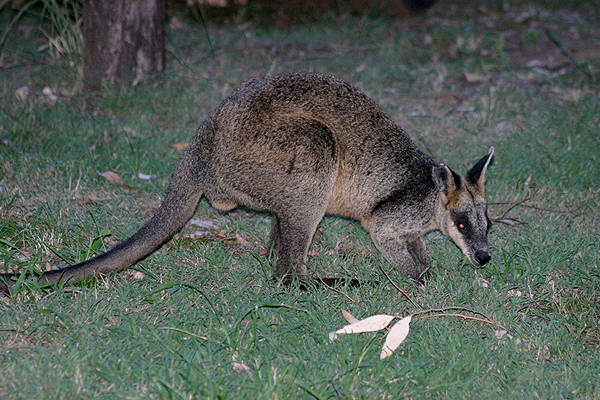 Swamp Wallaby by Mick Dryden