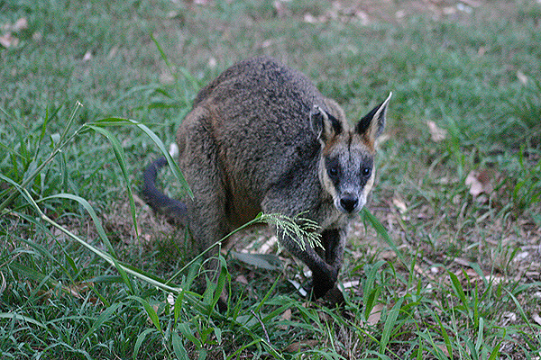 Swamp Wallaby by Mick Dryden
