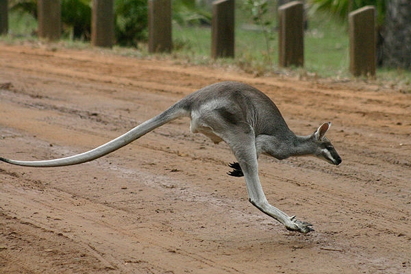 Whiptail Wallaby by Mick Dryden